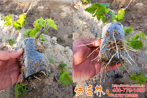 扦插育苗植物生根很關(guān)鍵，跟茂扦插葡萄苗生根有多快郭經(jīng)理這么說