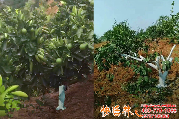 用快活林果樹(shù)防凍涂白劑，四川涼山韓經(jīng)理山上果園防凍還防咬