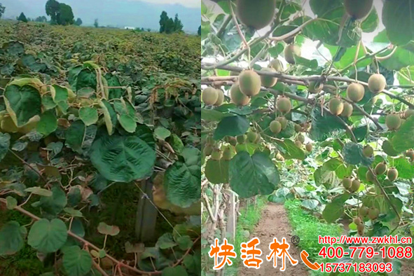 山東淄博李經用快活林果樹專用防凍劑預防獼猴桃凍壞