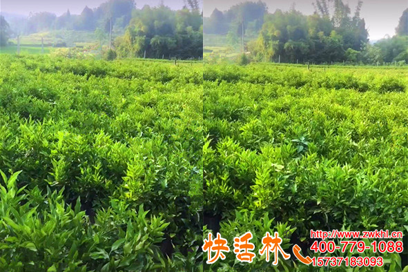 快活林苗木防凍液防凍害，湖南湘西石經(jīng)理柑橘苗更加健壯