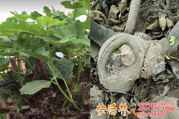 山東威海大量求購果樹愈合劑，陳經(jīng)理無花果修剪再也不開裂