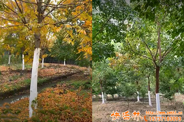 樹木防蟲涂料哪個(gè)好，快活林涂白劑為啥那么受歡迎