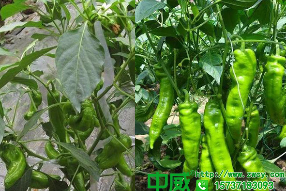 辣椒掛果畸形不規(guī)則是怎么回事？辣椒要施什么肥料才能改善長(zhǎng)勢(shì)