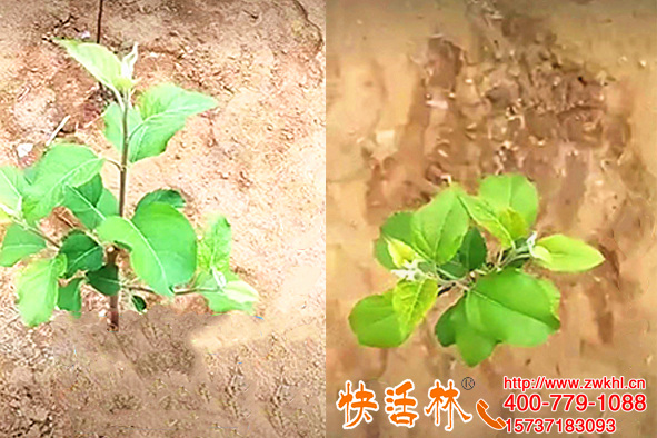 新疆塔城林經(jīng)理2萬棵蘋果樹用快活林果樹防凍液原來周圍人都在用