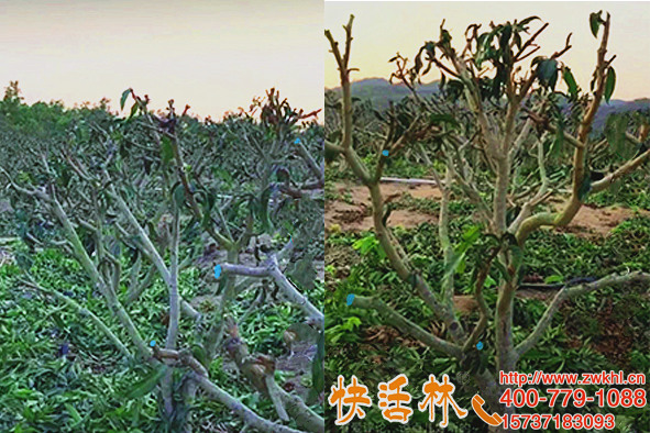 云南麗江趙經(jīng)理上萬畝芒果樹今年不再求購果樹愈合劑就用快活林