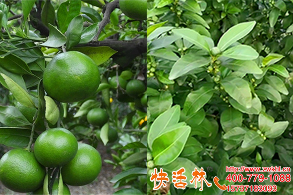 快活林果樹生根粉延長了樹齡，重慶劉經(jīng)理柑橘樹還能再戰(zhàn)幾年