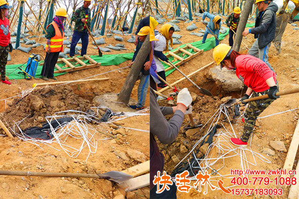 河北石家莊莊經(jīng)理工程栽樹(shù)用快活林大樹(shù)生根劑生根快防爛根