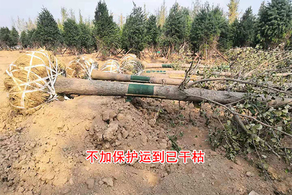 不加保護(hù)運(yùn)到已干枯