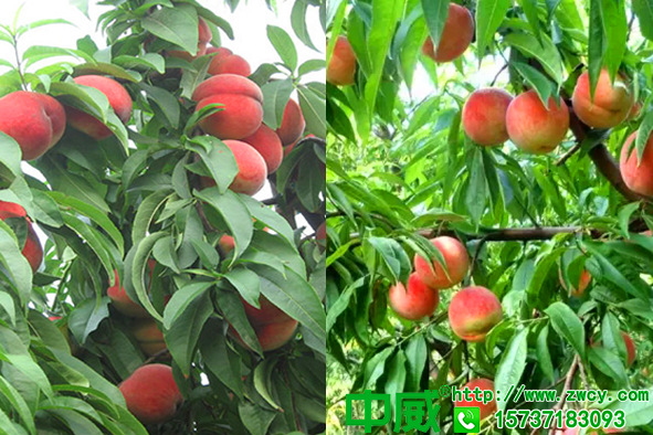 坐果后桃樹用什么肥料好？怎么用肥產量穩(wěn)定高產？