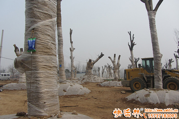 綠化移栽大樹生根劑用什么生根劑好？植物生根劑哪里有賣？