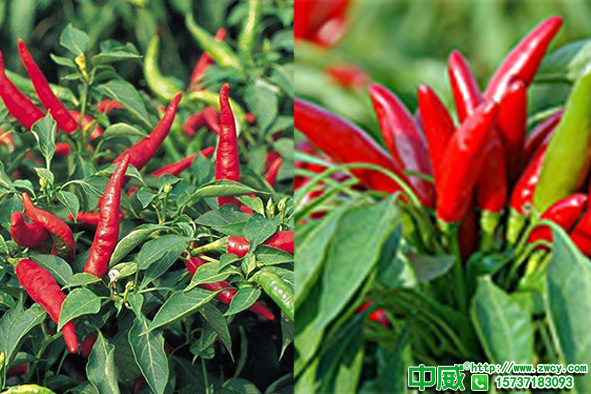 辣椒容易僵果爛果怎么辦？種植辣椒用什么肥料長(zhǎng)得好？