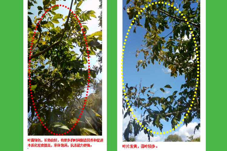 快活林果樹防凍劑噴鐵核桃，延慶閆經(jīng)理沒到冬天就看到了希望