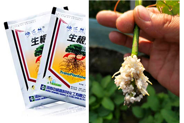 生根粉那個(gè)品牌好用，郯城藺經(jīng)理紅楓扦插沒見過長(zhǎng)這么快的