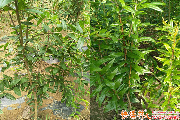 快活林石榴樹防凍