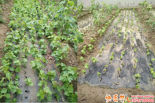 葡萄扦插生根怎么插，葡萄育苗用什么生根劑發(fā)根快？