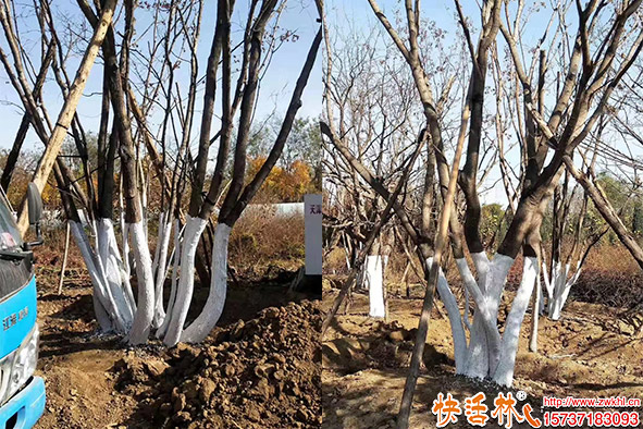 快活林涂白劑使用