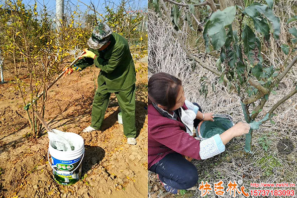 快活林涂白劑果樹使用2