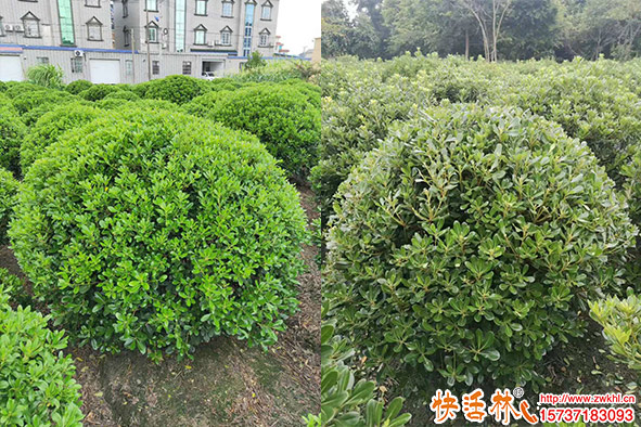 海桐球應(yīng)該怎么養(yǎng)護(hù)？海桐球的養(yǎng)護(hù)需要注意什么？