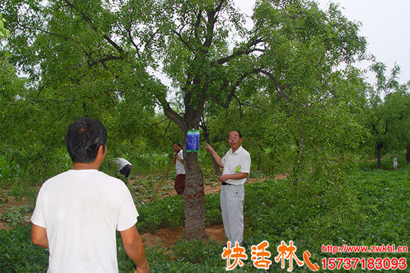 果樹營(yíng)養(yǎng)液哪有，樹木老化怎么恢復(fù)，果樹復(fù)壯用的吊針液哪個(gè)好