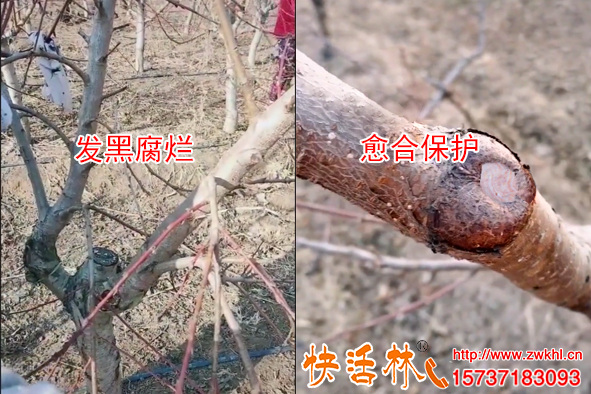 果樹(shù)愈合劑哪個(gè)品牌好，枝干修剪愈合劑專家都拿快活林