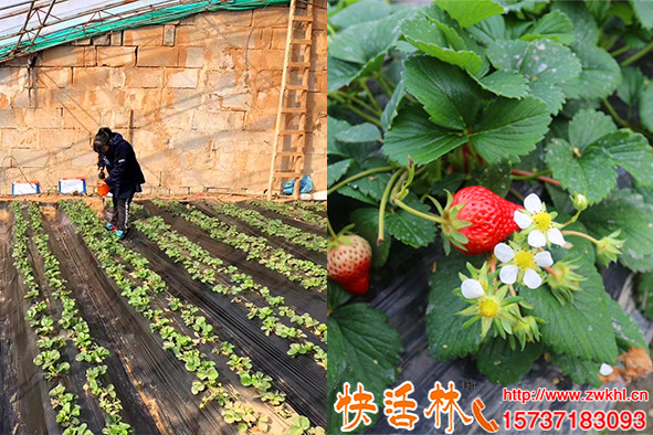 擔(dān)心冬季草莓長(zhǎng)不好？快活林植物抗凍劑葉片肥厚比沖肥效果還明顯