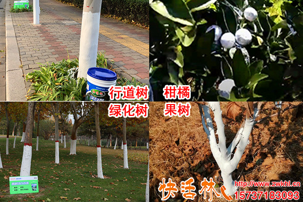 樹干涂白時(shí)間在什么時(shí)候樹干涂白效果好快活林涂白劑該怎么用
