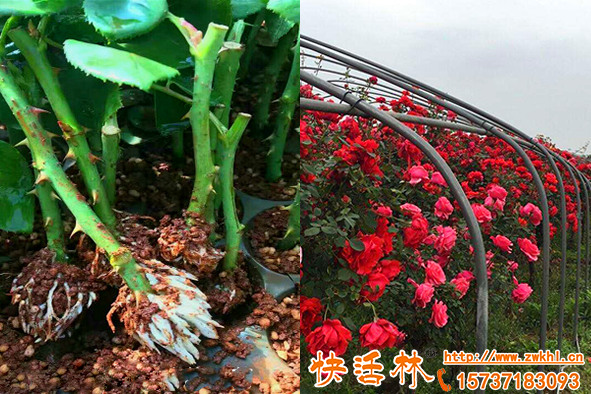 扦插月季怎么長得快快活林快速生根劑恢復(fù)力強用量大成活高