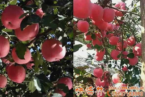果樹增產(chǎn)有新法果樹營養(yǎng)液哪有賣下年還要用