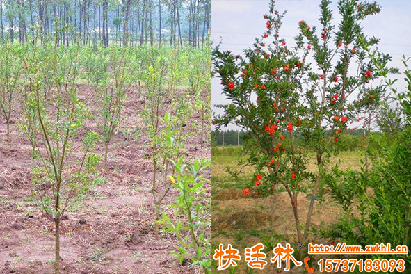 石榴樹如何抗寒快活林植物抗凍劑是怎樣保住石榴嫩枝條