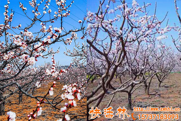 杏樹開花容易受寒如何避免，果樹開花期防凍技術(shù)有哪些