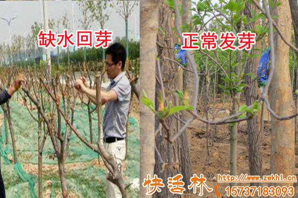 春季栽樹只掛大樹輸液袋還不夠，早日生根更是重點
