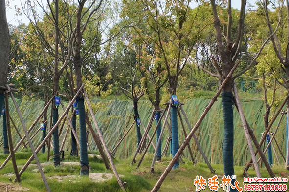 快活林大樹營養(yǎng)液濕地公園使用