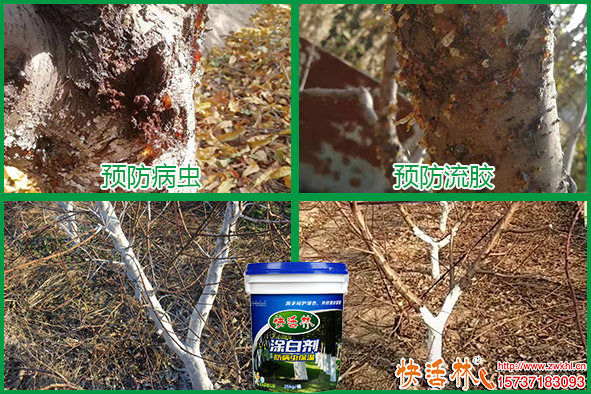快活林涂白劑桃樹(shù)防病蟲(chóng)