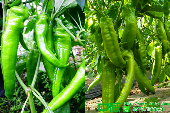 種植辣椒施什么肥好？苗期辣椒用什么肥料長得好？