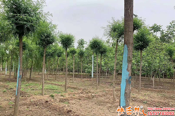 快活林愈傷膏保護樹干
