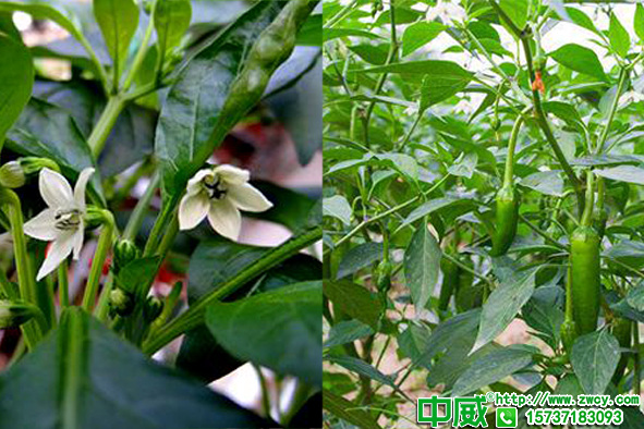 辣椒新結(jié)果用肥應(yīng)該怎么轉(zhuǎn)變？辣椒施什么肥好？