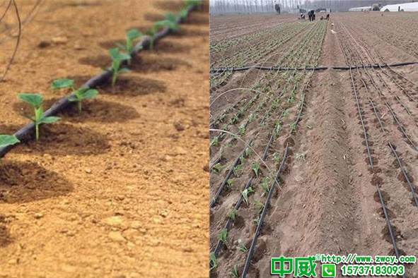 水肥一體化對(duì)肥料要求高，為什么那么多人用不老秀水溶肥滴灌
