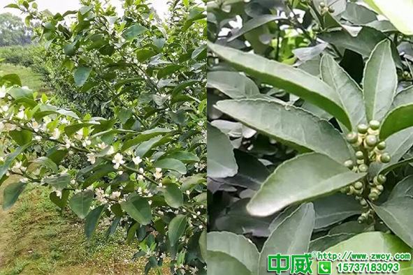 果樹掛果后怎么用肥？有什么注意事項？果樹施什么肥比較好？