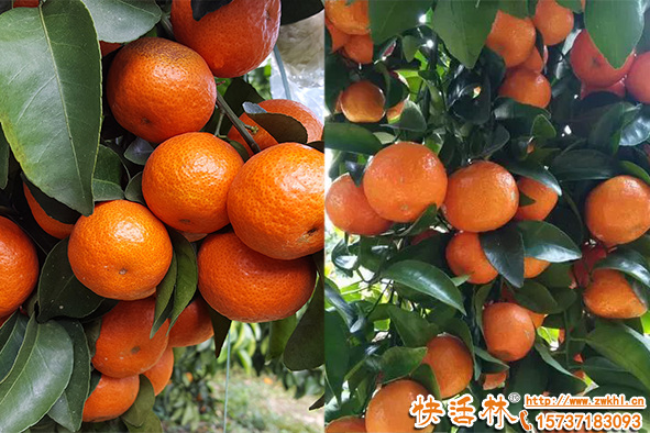 果樹為什么需要生根粉？果樹生根粉什么時(shí)候用效果好？