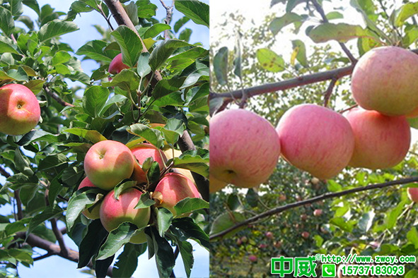 肥效不高落花落果比較多怎么辦？應該用什么肥料？葉面肥哪家好？