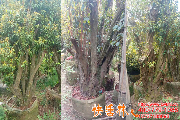 快活林大樹移栽生根液成活確實(shí)高，貴州高經(jīng)理瀕危盆景屢屢救活