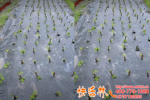 湖南常德徐經(jīng)理初用快活林強(qiáng)力生根粉無花果扦插成活率達(dá)百分之95