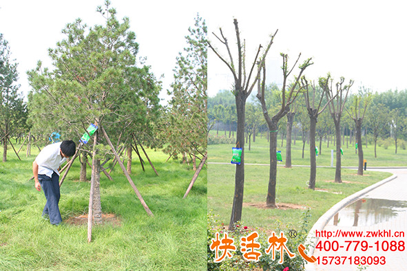 樹的營養(yǎng)液太管用了，河北保定盛經(jīng)理綠化栽樹必用
