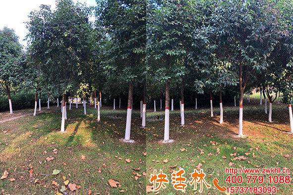 快活林含石硫合劑涂白劑科學(xué)配方防蟲防病比傳統(tǒng)涂白劑事半功倍