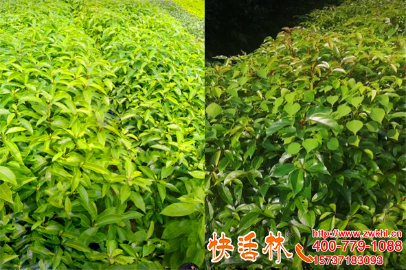 苗圃怕受凍選快活林植物防凍液，北方香樟苗都能預(yù)防凍傷