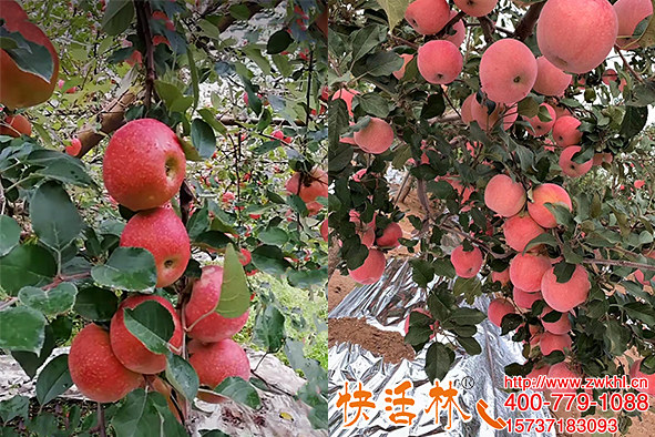 快活林果樹傷口愈合劑保護(hù)蘋果樹傷口避免隨修剪工具感染
