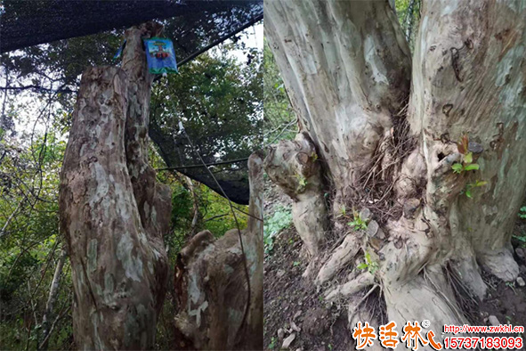 快活林營養(yǎng)液古樹養(yǎng)護