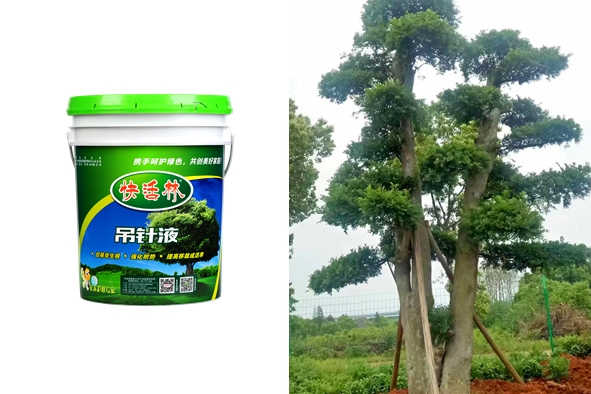 桂林大樹營養(yǎng)液，周經理古樹移栽沒有這么順心過