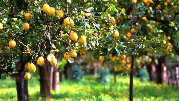 【快活林養(yǎng)護(hù)百科】果樹(shù)種植五大誤區(qū)