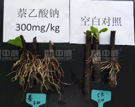 中威萘乙酸鈉生根壯根400-779-1088